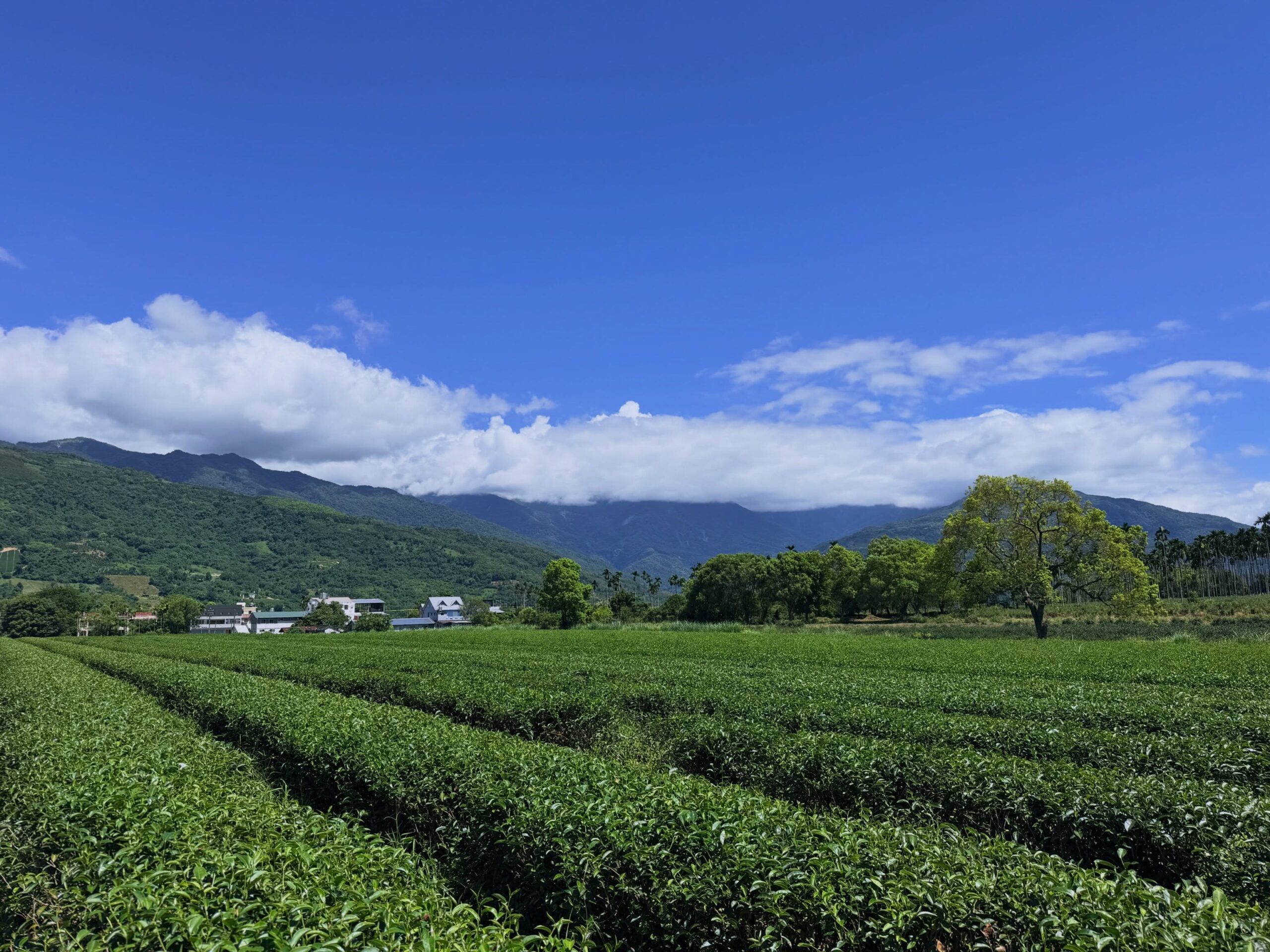 瑞穗舞鶴茶園與藍天綠樹